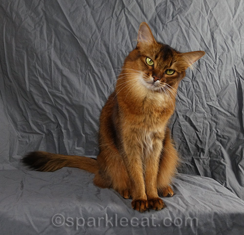 Somali cat ready for action