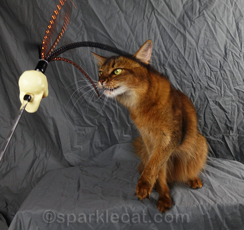 somali cat looks fiercely at skull toy