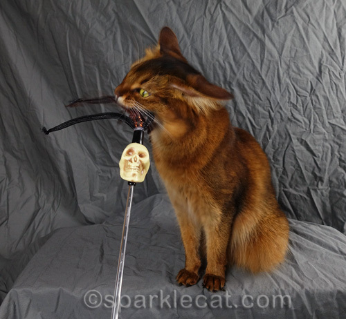 somali cat chomps on skull cat toy