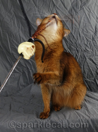 somali cat tries to pull apart skull toy