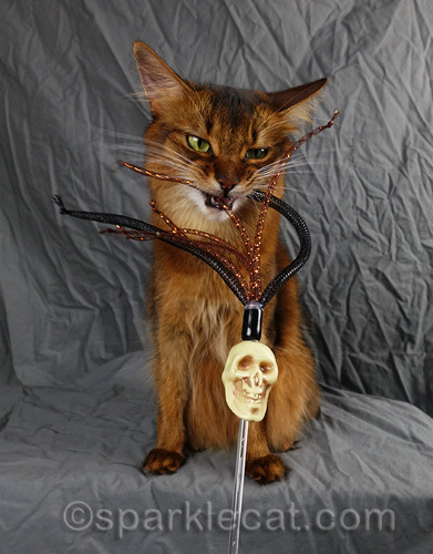 somali cat vainly attempts to kill skull cat toy