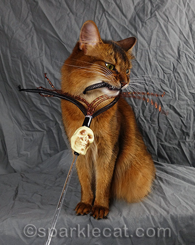 somali cat gives skull toy the killing bite