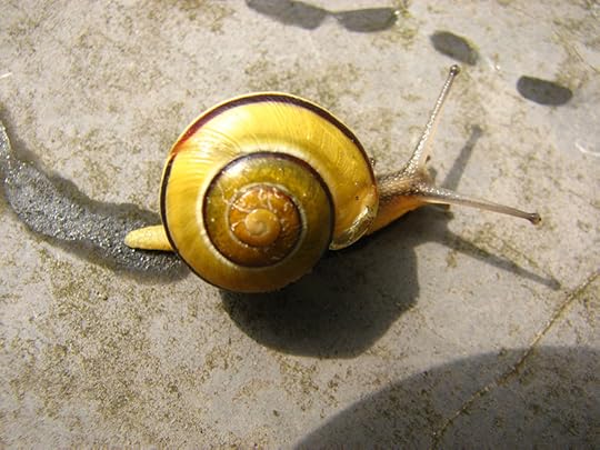 Snail Slime