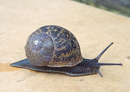 Snail Slime