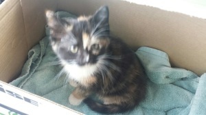 baby kitty