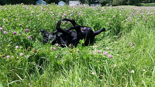 Max Rolling - Crop Circles