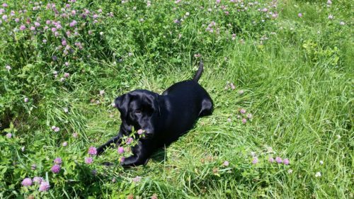 Max - Crop Circle