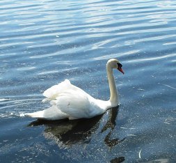 Mute Swan