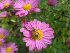 Honey bee on fall mums