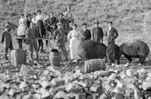 Bears at Dump 2 MHS Photo