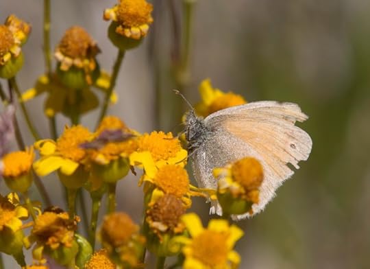Common ringlet (Coenonympha tulle)
