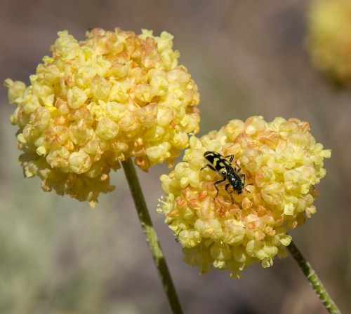 The adult ornate checkered beetle (Trichodes ornatus) feeds on flowers such as wild buckwheat (Eriogonum spp.), transferring pollen from anther to stigma.