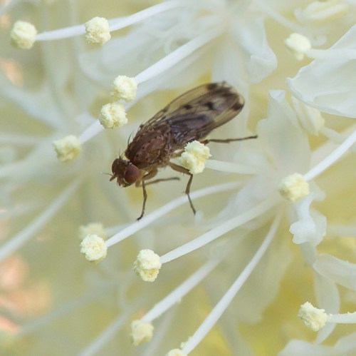Suillia spp. attracted to bear grass (Xerophyllum tenax) receives a pollen reward.