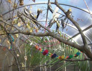 parrot_sanctuary_3