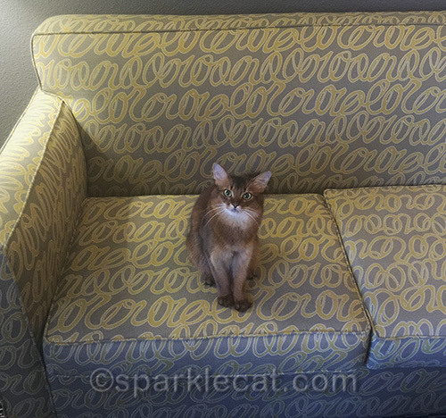 Somali cat sitting on couch in hotel room