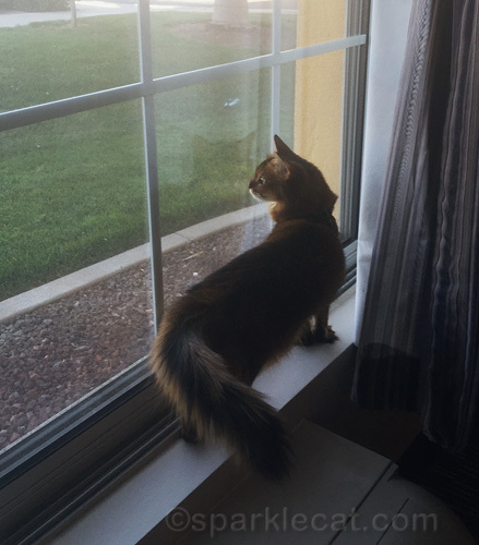 somali cat looking out hotel room window.
