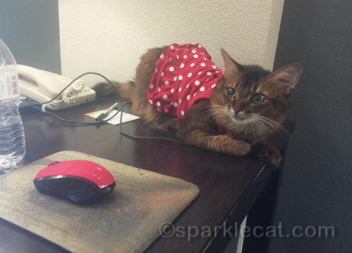 somali cat in dress on desk watching human work