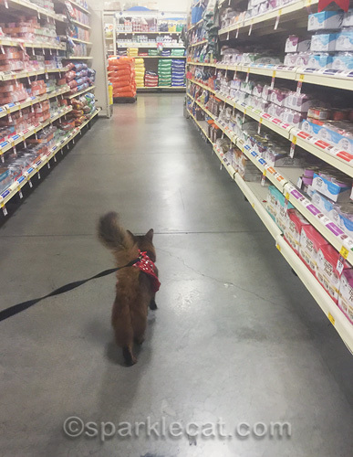 somali cat in pet food aisle of PetSmart
