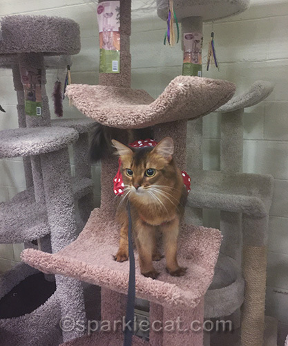 somali cat in cat tree at Petsmart