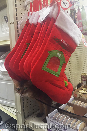 somali cat with pet Christmas stockings in July