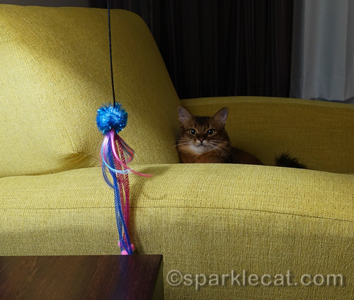 somali cat with new cat toy