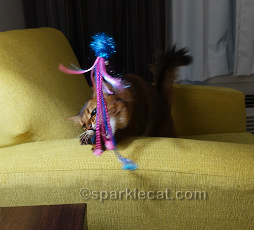 somali cat playing with her new toy