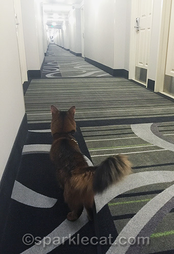 somali cat in hotel room hallway