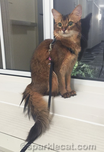 somali cat sitting in window of hotel hallway