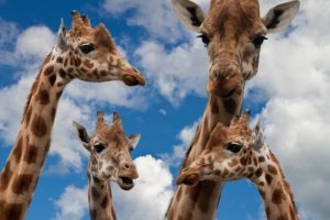 Dialogue Tags-Giraffes