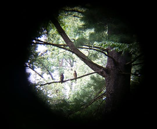 redshoulderedhawk_25