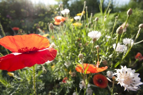 A parade of poppies by Elise