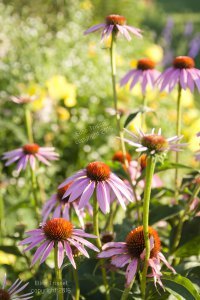 _MG_0679_copyright (1)