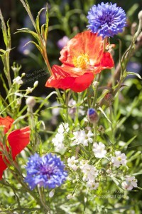 poppies and alyssum by Elise