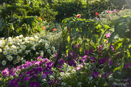 Garden shot by Elise in July