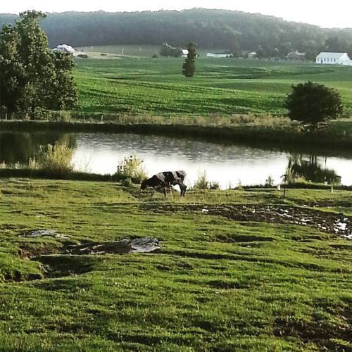 farm pond with cow