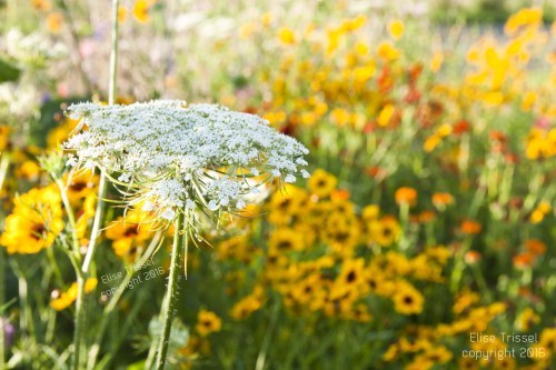 Brilliant coreopsis and Queen Ann's Lace by Elise