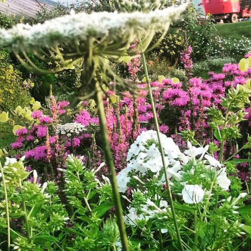 morning garden along the road