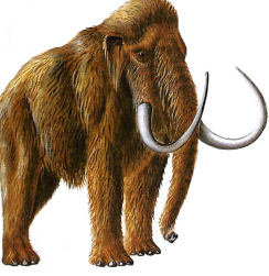 woolly-mammoth-293x300
