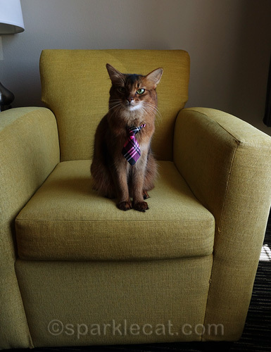 somali cat in tie on chair and looking stern