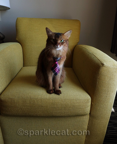 somali cat wearing tie looking into camera for job interview