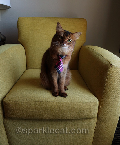 Somali cat looking cute with head tilted