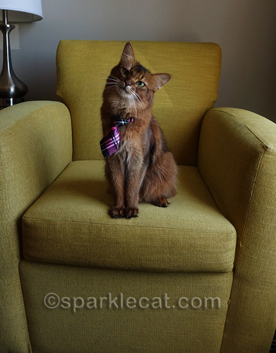 somali cat with cute, head-tilted look