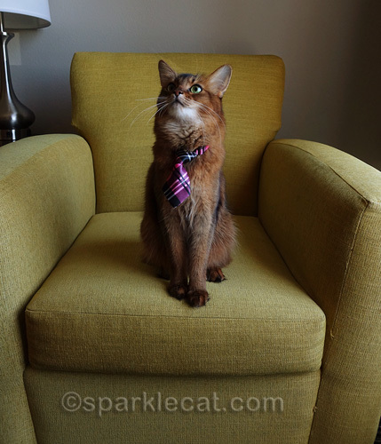 somali cat looking up into the distance