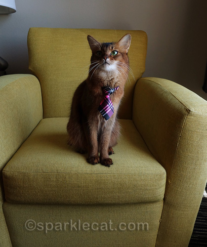 Somali cat looking off into the distance