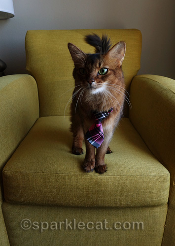 Somali cat wondering if she passed the job interview