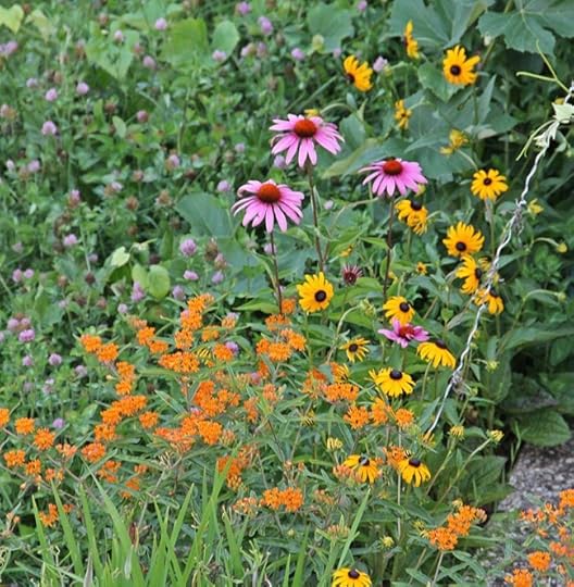 Wildflower Patch