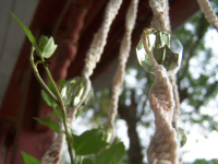 Macrame