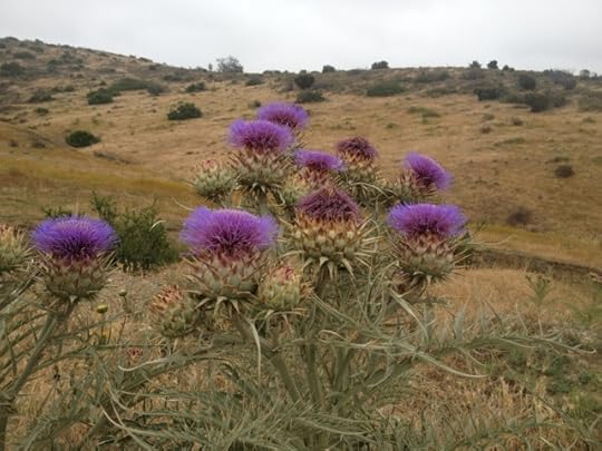 wild artichoke purple cardoon