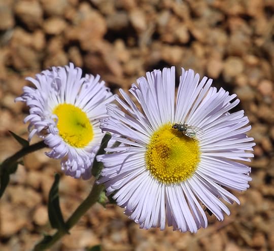 Aster, photo courtes of Daniel Odell