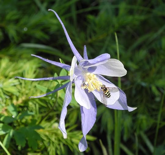 Columbine, photo courtesy of Daniel Odell